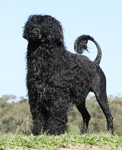 Portuguese Water Dog 9Y510D-061.JPG